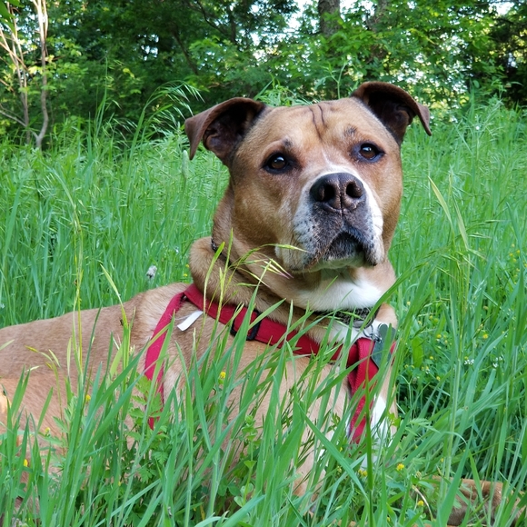 CEO of mommatry and Flippiness - Picture 8 of 8